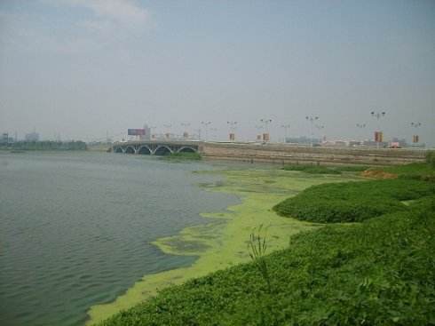 t聚合氯化铝是否能净化去除湖泊河流里面的铜绿微囊藻？
